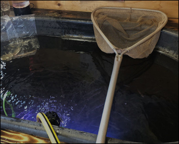Petrie Island Bait Shop - minnows